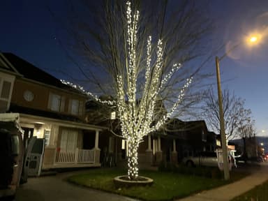20" 59" LED LIGHT TREE - Mini Lights from Holiday Light Supplies, Ontario
